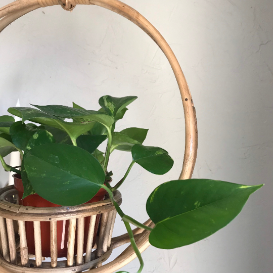 Lolita Rattan Hanging Planter